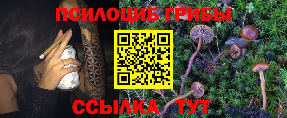 Ртищево  Галлюциногенные грибы прущие грибы  Вход с VPN 